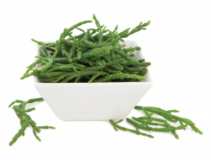 Samphire in a porcelain square dish over white background. Salicornia europaea.