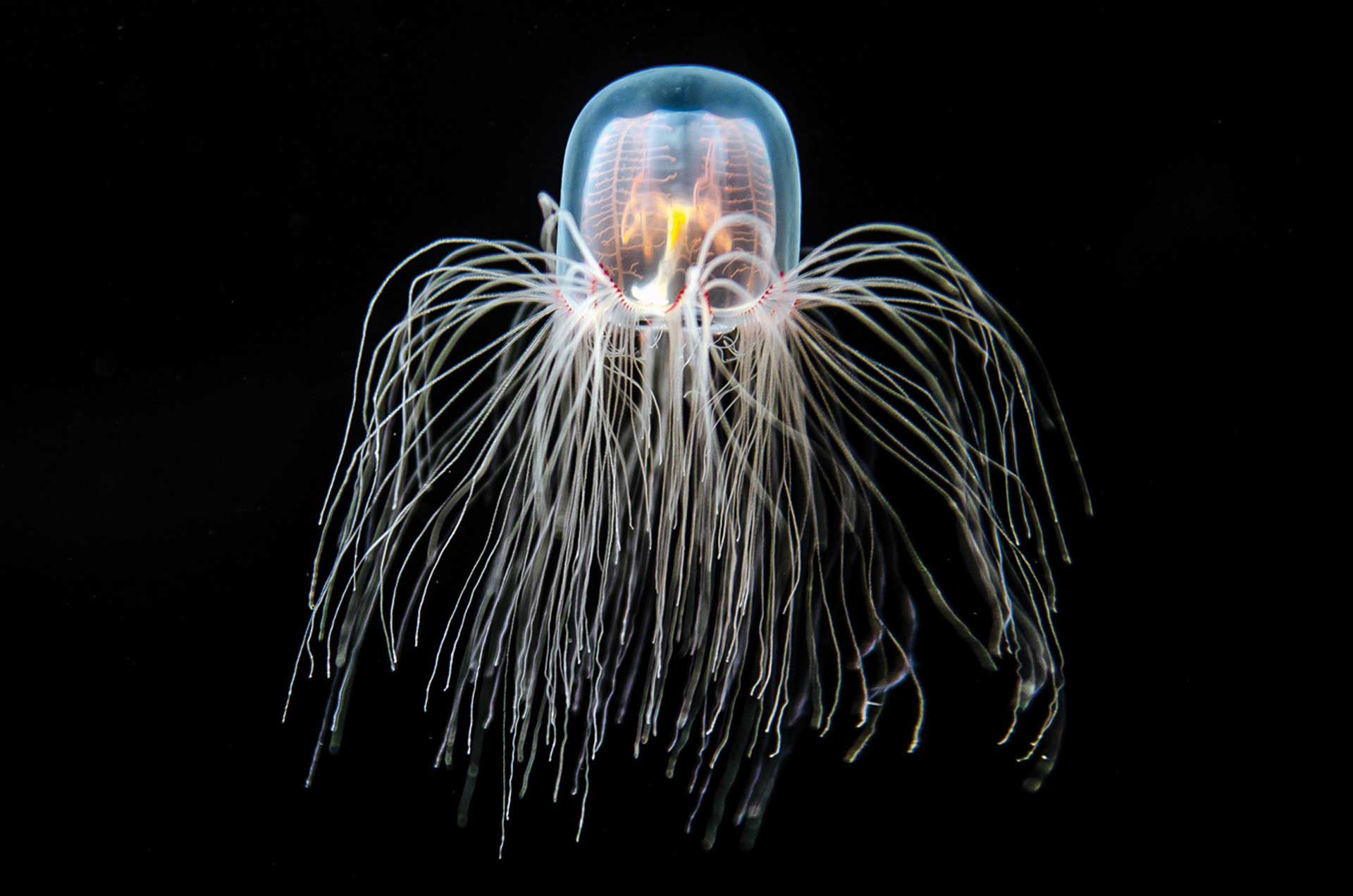 Turritopsis dohrnii is also known as 'immortal jellyfish', the only known animal capable of reverting completely to a sexually immature stage after having reached sexual maturity, which renders the jellyfish biologically immortal.