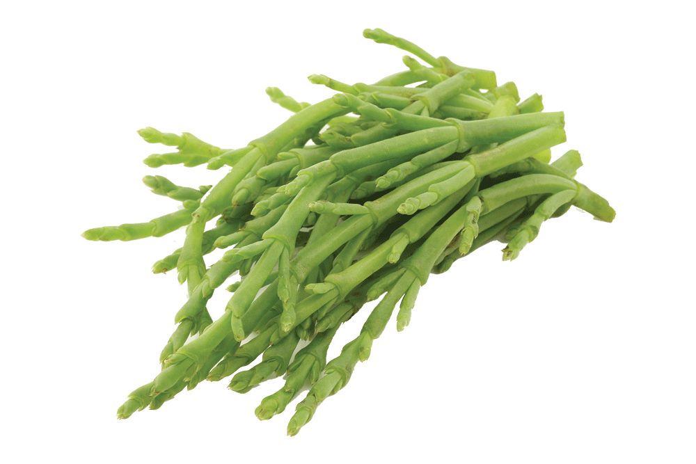 fresh Samphire on a white background