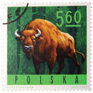 POLAND - CIRCA 1965: A stamp is printed in Poland, shows a bison, circa 1965.