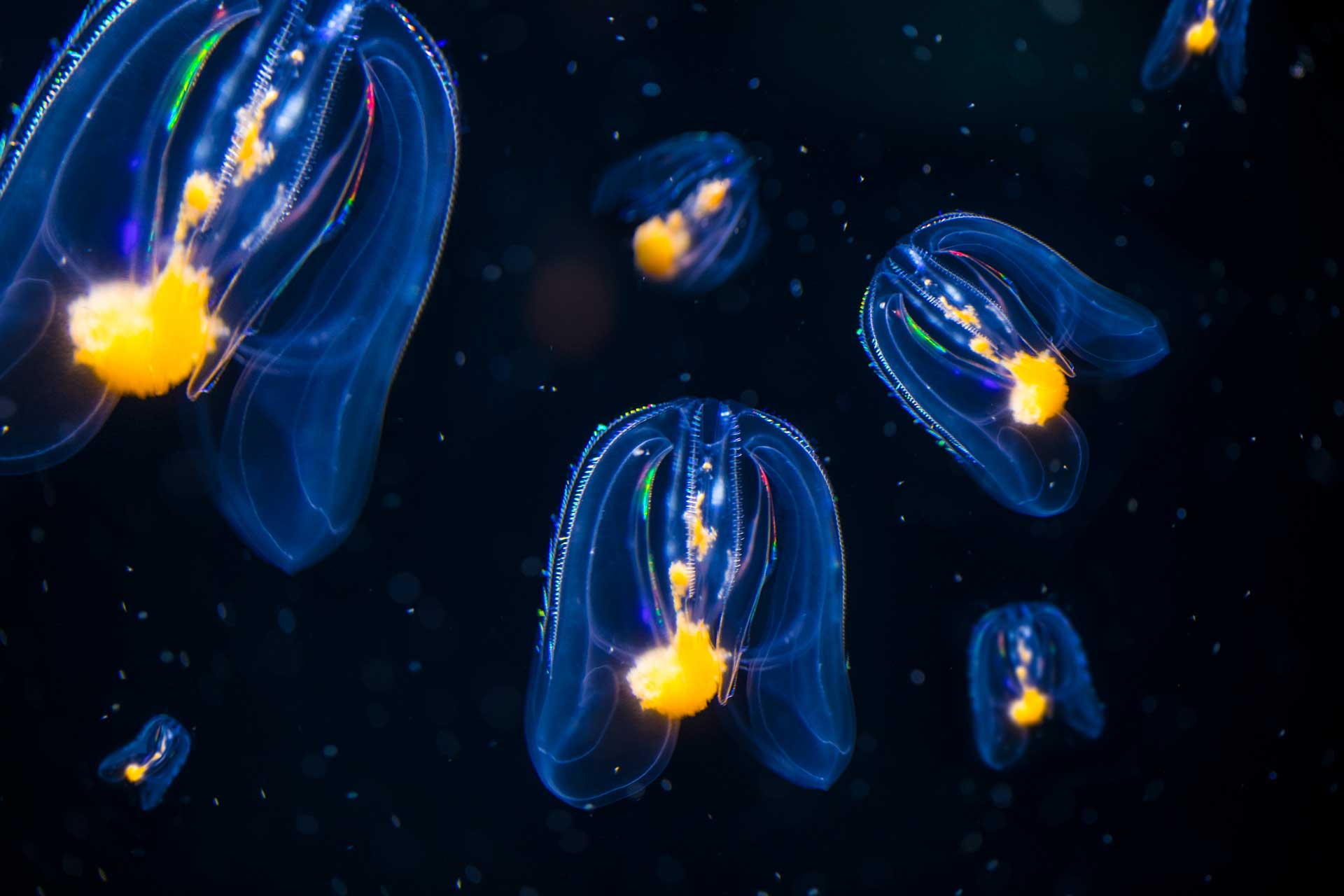 A stock photo of some Comb Jelly Fish.