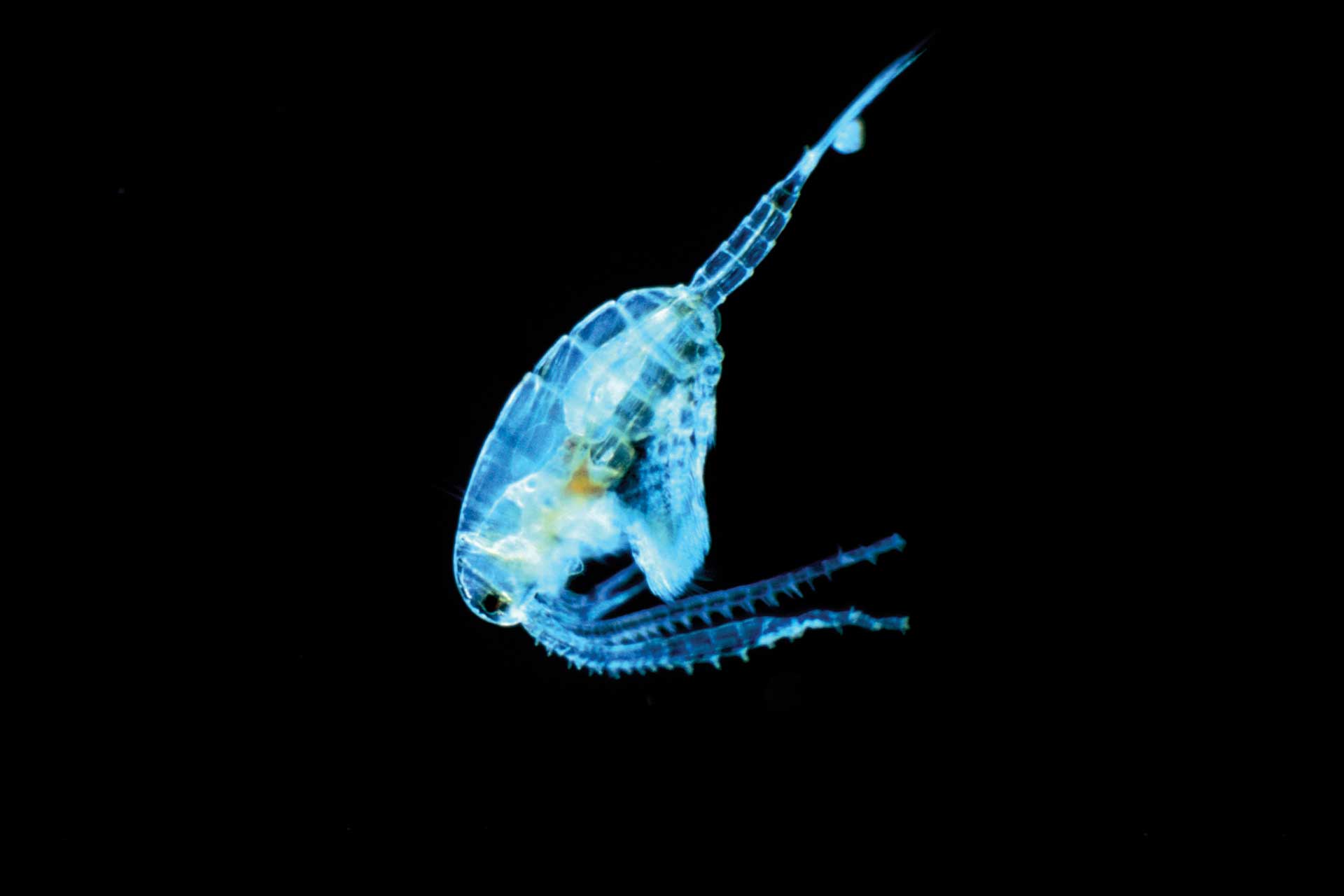 Copepod (Diaptomus).