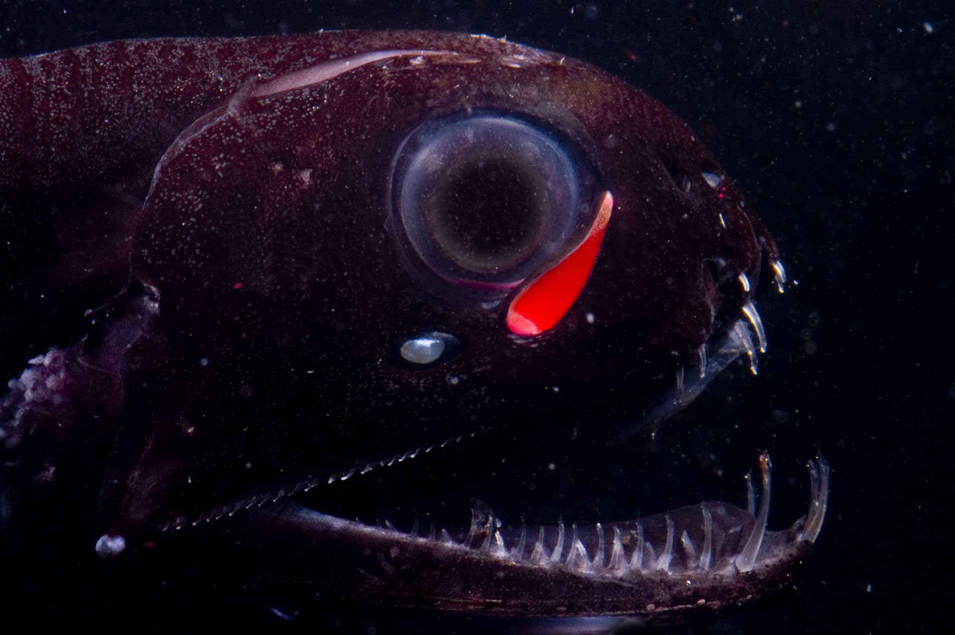 Pachystomias microdon, a dragonfish, living in deep mesopelagic waters.
