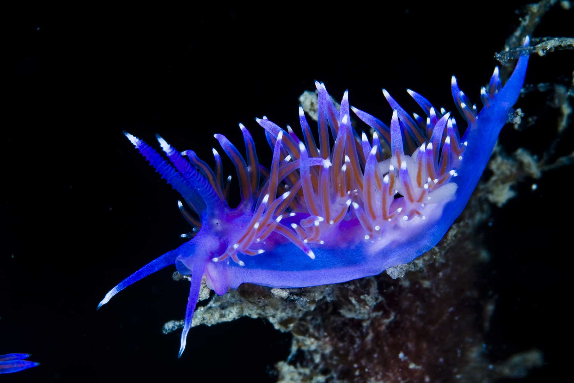 A beautifully colored nudibranch nice highlights on black background.