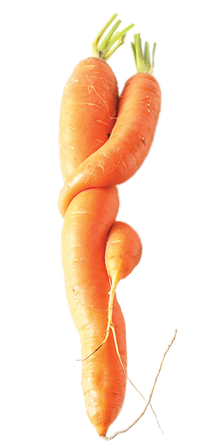 closeup of funny carrots on white background