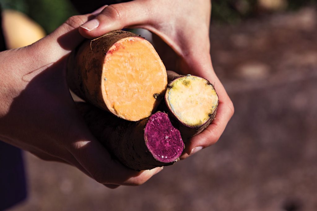 Three different sweet potatoes