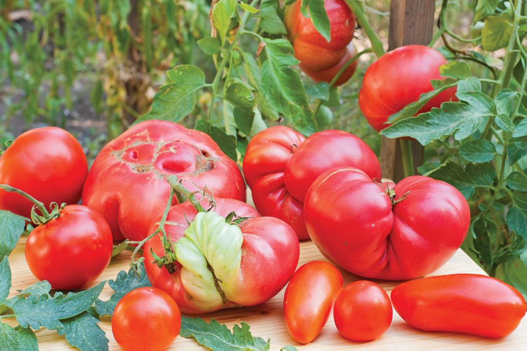 Freshly collected malformed tomatoes.