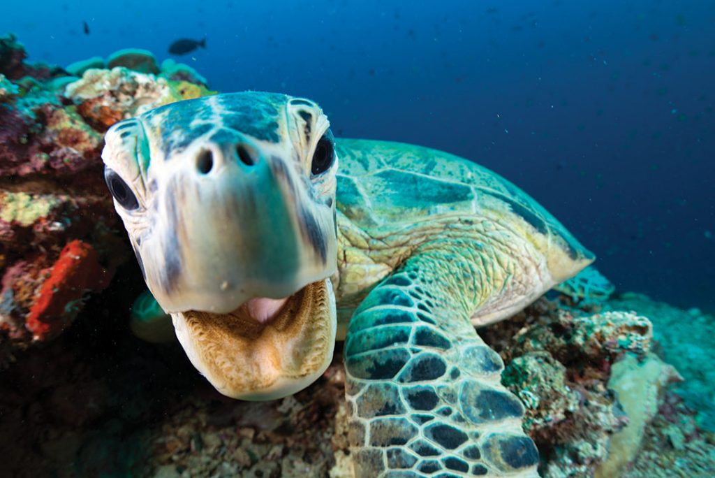 A close up of a turtle in the Coral Reefs, featured in Blue Planet II, nominated for a 2018 Wildscreen Panda Award.