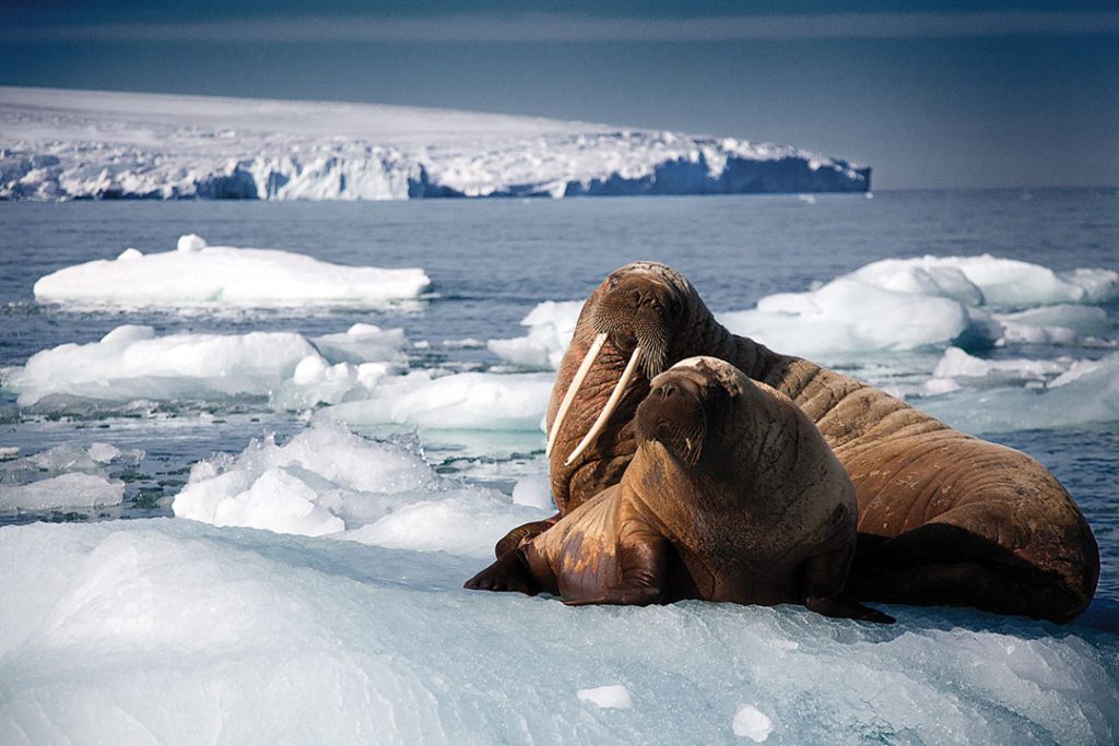 Two walruses in featured in Blue Planet II, nominated for a 2018 Wildscreen Panda Award.