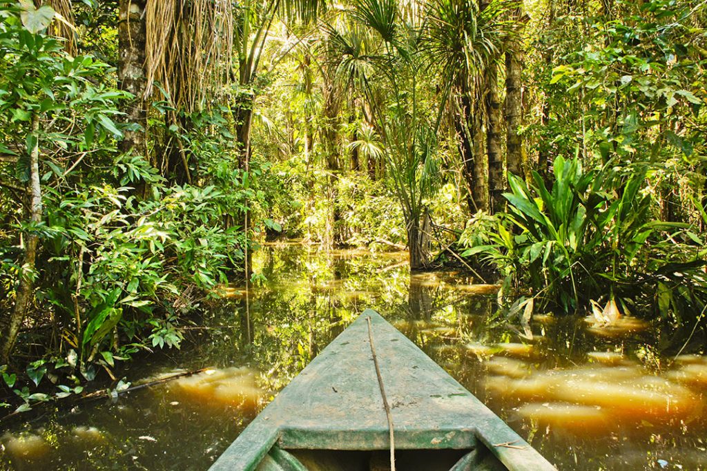 Amazon Basin, Tambopata National Park, Peru