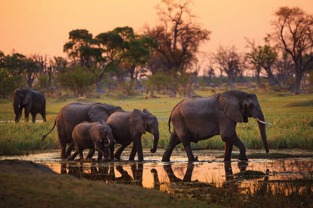 Elephants in Moremi National Park - Botswana