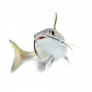 Tete sea catfish (Hexanematichthys seemanni)