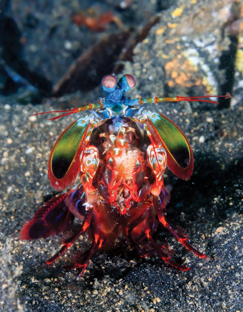 Vividly colored Peacock Mantis Shrimp on a black sandy seabed