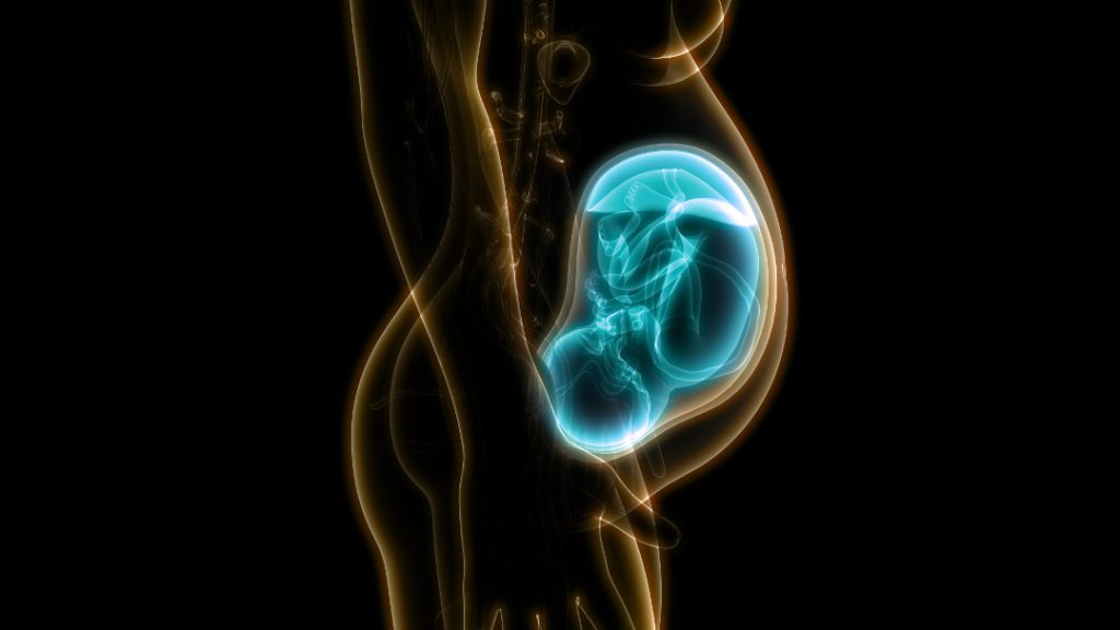 fetus (baby) in womb anatomy