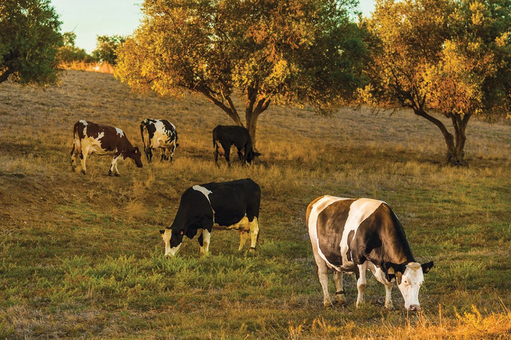 field with cows eating