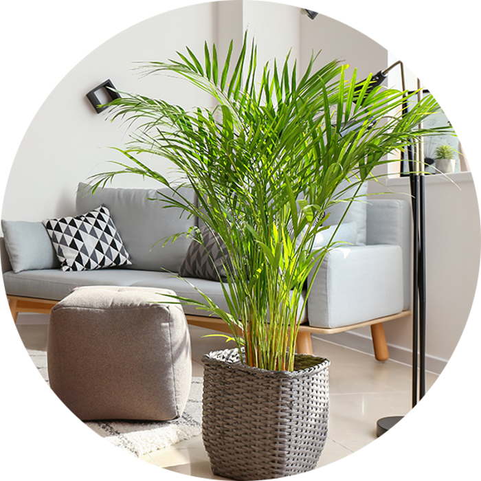 Decorative Areca palm in interior of room