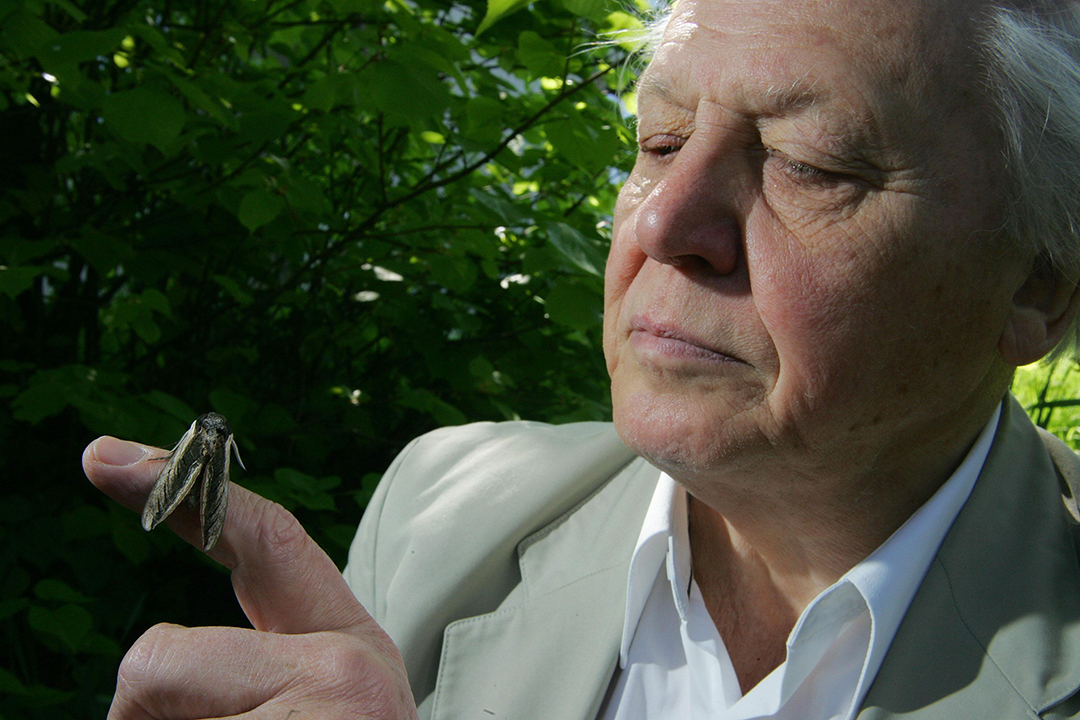 David Attenborough, one of the world’s most respected naturalists, pioneered programmes that changed our common perspective of the surrounding environment. In 1998 he became President of the Butterfly Conservation, helping to spread the word on the importance of butterflies and moths.