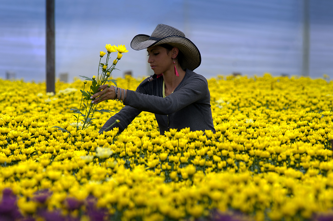 Inside of a green house a flower farm worker gathers bunches of chrysantemums to make into bouquets that will be shipped all over the world. Colombia is one of the biggest exporters of cut flowers in the world because of its year round spring like temperatures.