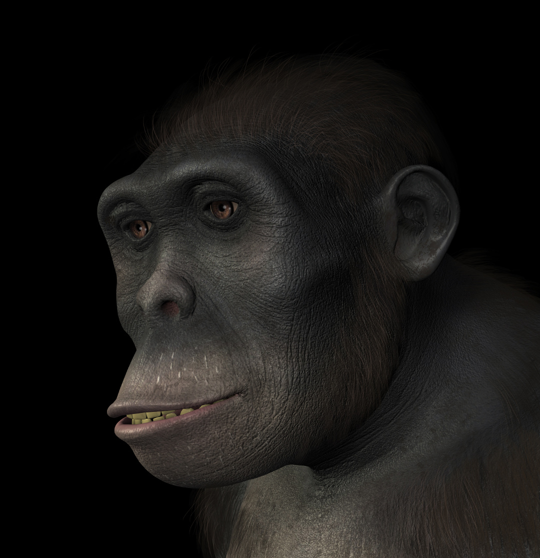 Portrait of a Homo Habilis, a species related to modern humans and the first hominid to use tools. Homo Habilis existed between 1.5 and 2 million years ago. 3d render with digital painting.