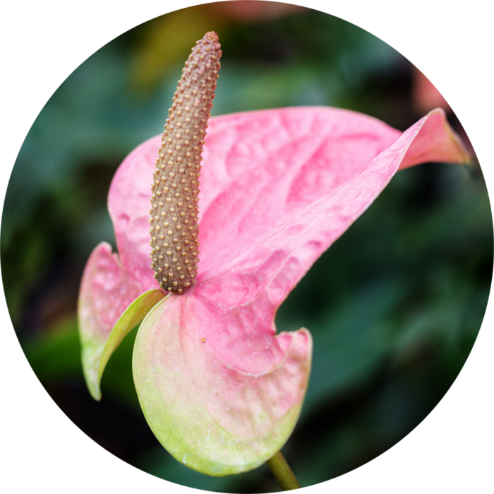 Anthurium andreanum Bright Red (Miami Beauty) "Red Champion", Common Name: Flamingo flower ; Flamingo lily ; Oilcloth flower; Painter's palette.