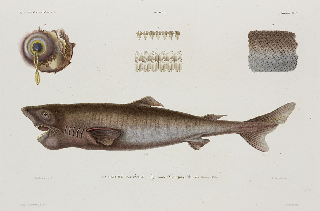 Lithograph by Schmelz after Bevalet pere. Illustration from "Voyage en Islande et au Groenland publie par ordre du Roi sous la direction de M Paul Gaimard" by Eugene Robert (1806-1879), published in Paris in 1851.