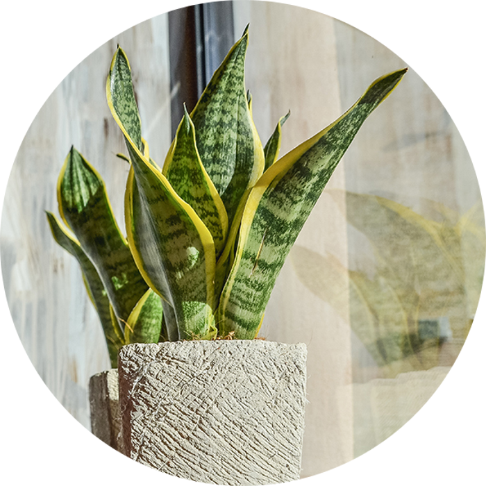 Green plants in pots on grey grunge background