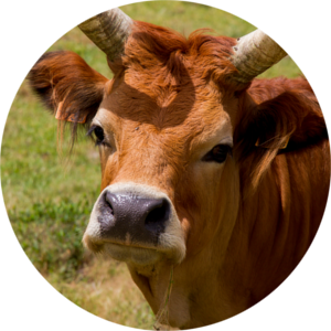 A Barrosa cow in the fields, in the nature