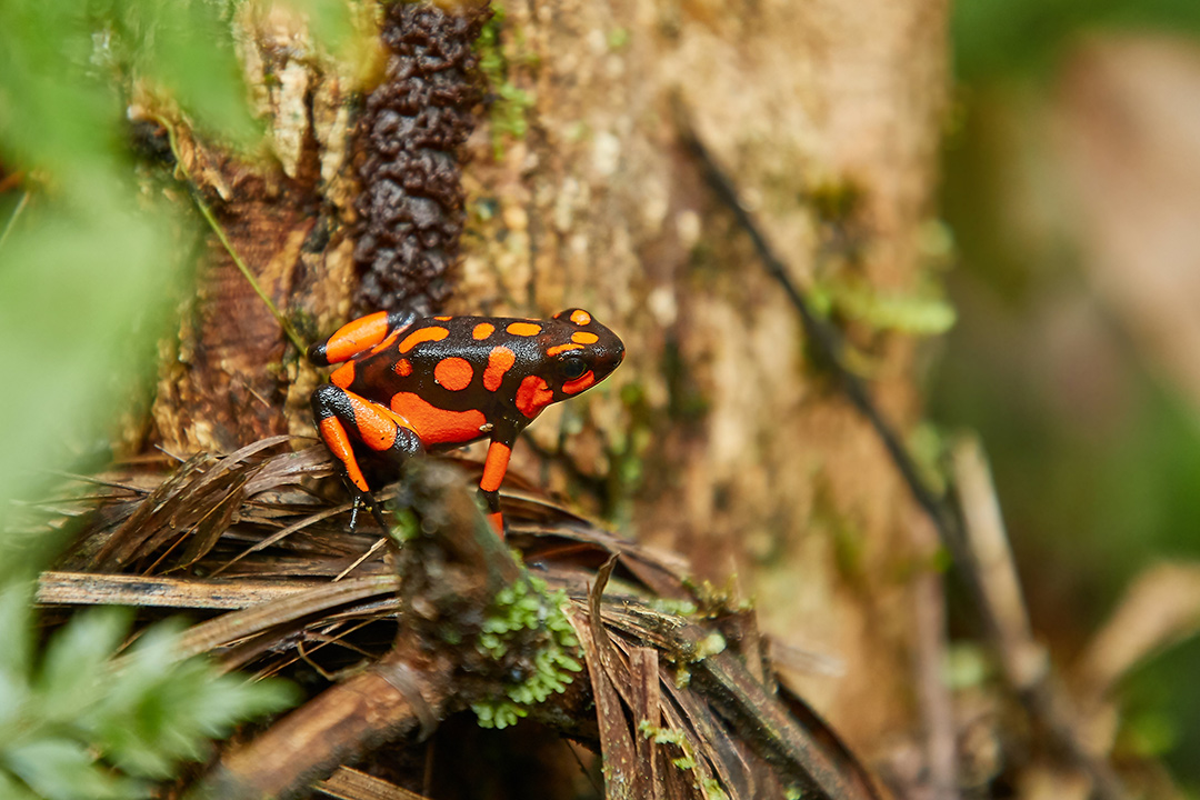 Harlequin Poison Dart Frog, red orange spots, endemic to Choco, Colombia, Niqui region