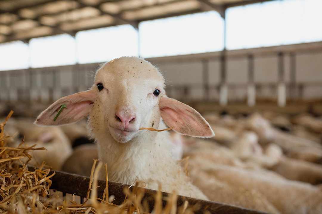 Lamb is one of the most appreciated and traditional meals of the Easter celebrations, in Portugal.