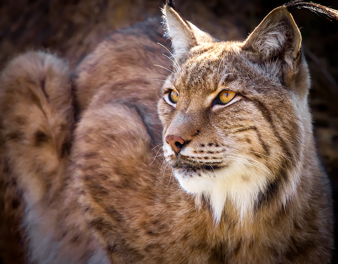 Portrait of a wild iberian lynx