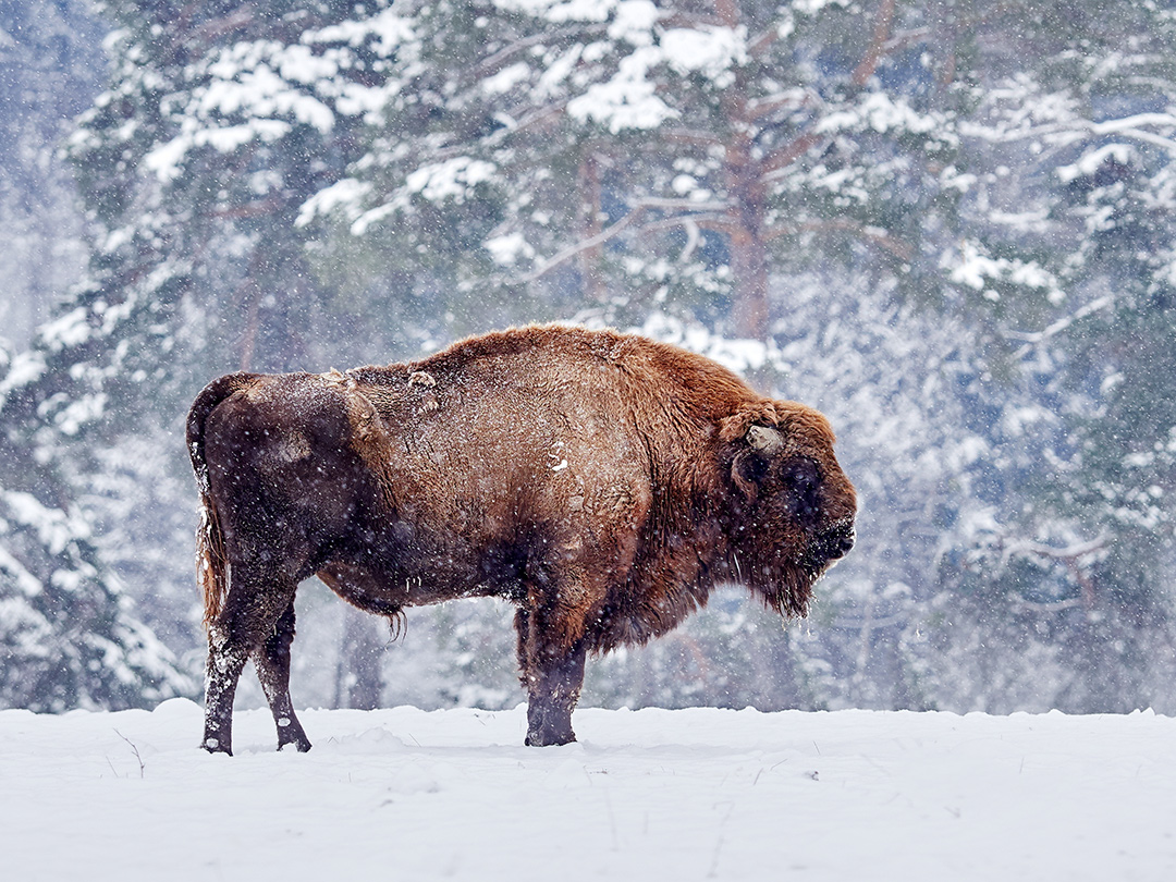 European bison in natural habitat in winter