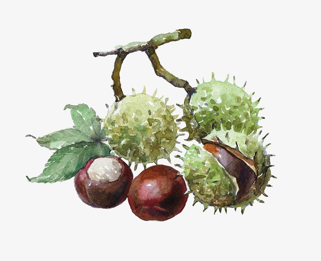 Chestnut illustration
