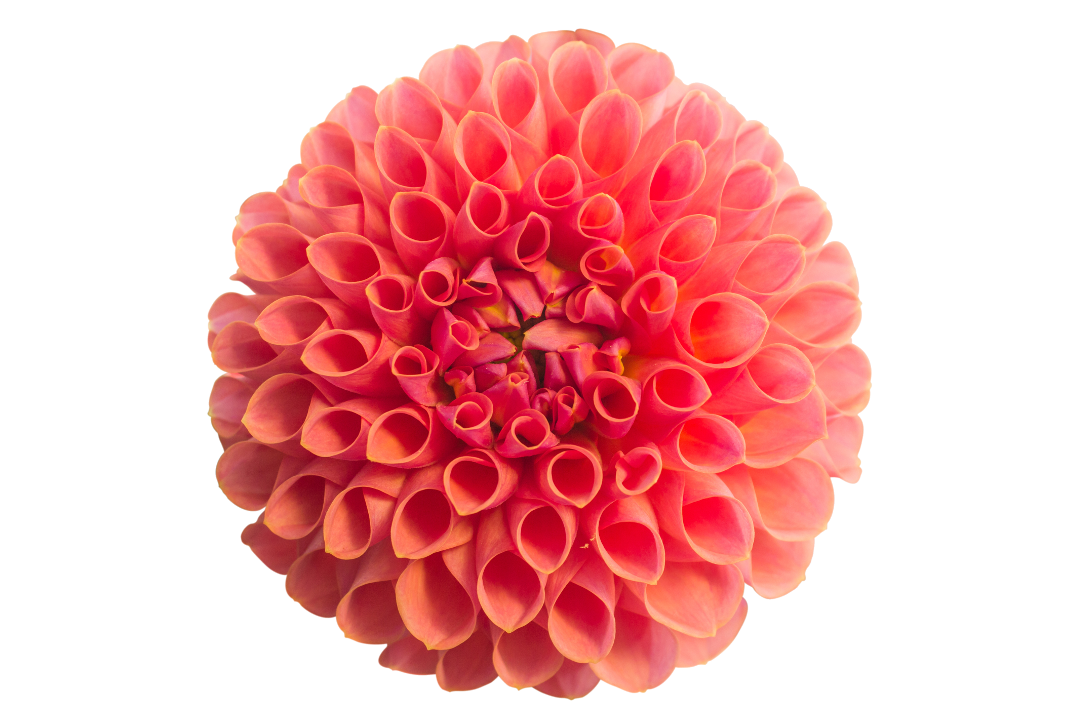 Pink dahlia flower isolated