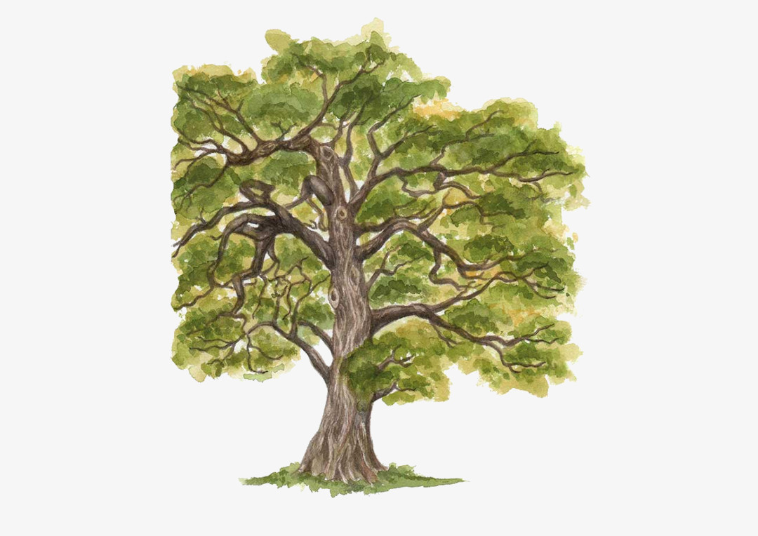 European Oak illustration