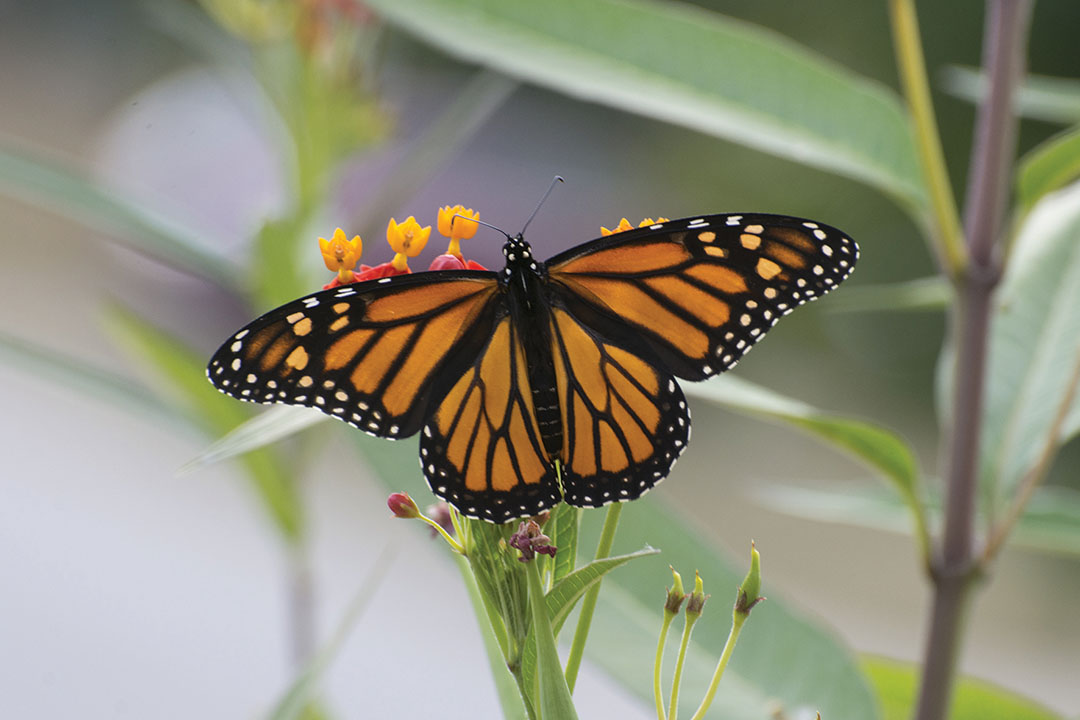 Photography of Monarch Butterfly