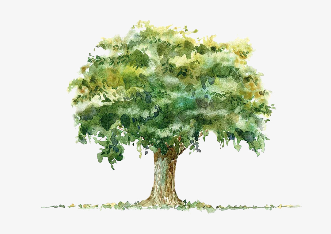 Oak illustration