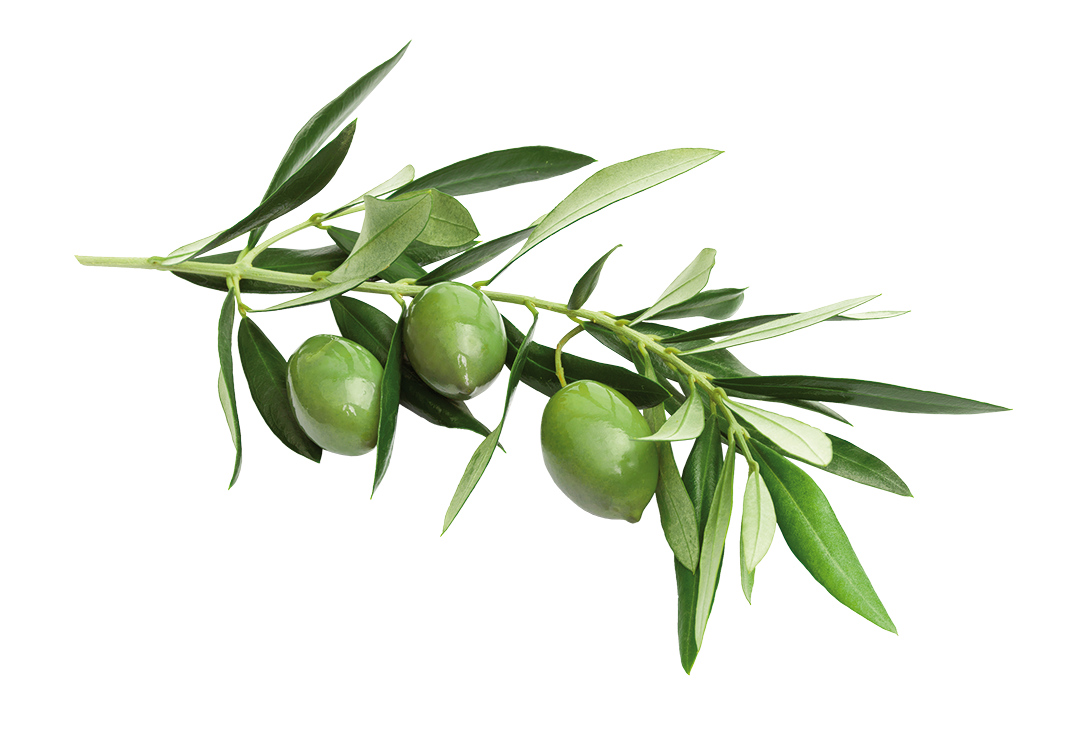 isolated olives on white background