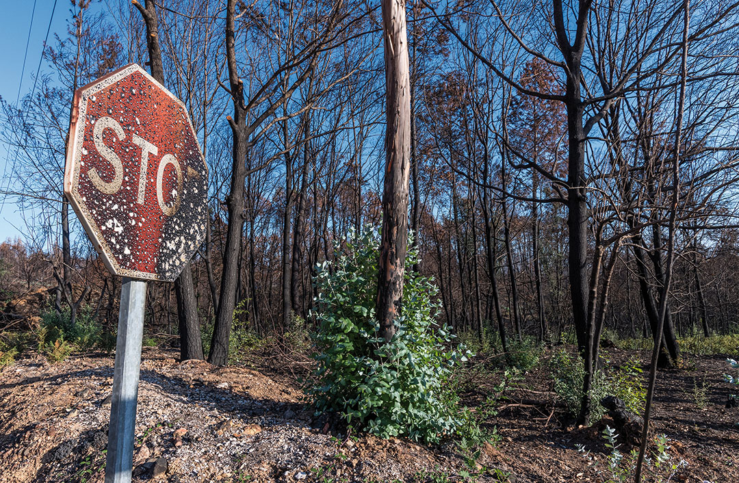 Burned road sign and trees recuperating their green four months after the forest fire on October 06, 2017 in Vila Facaia, Portugal.