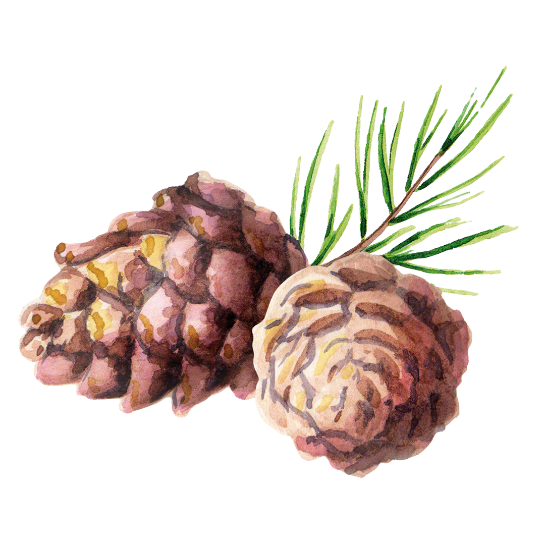 Pine illustration