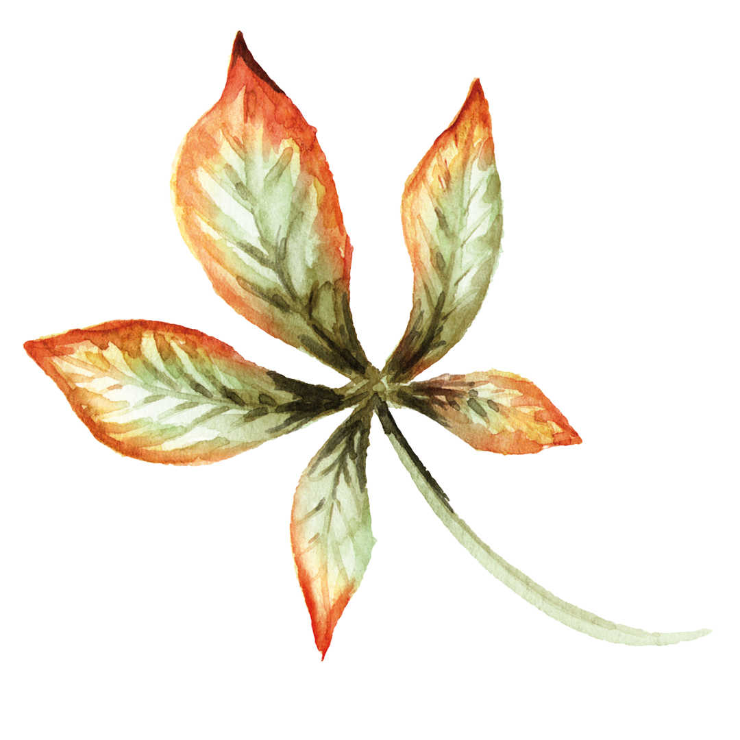 pyrenean tree leaf illustration