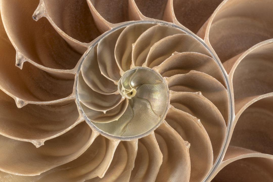 Cross-section of chambered nautilus shell