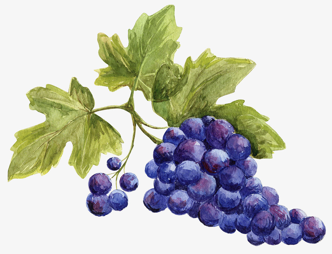 illustration bunch of grapes