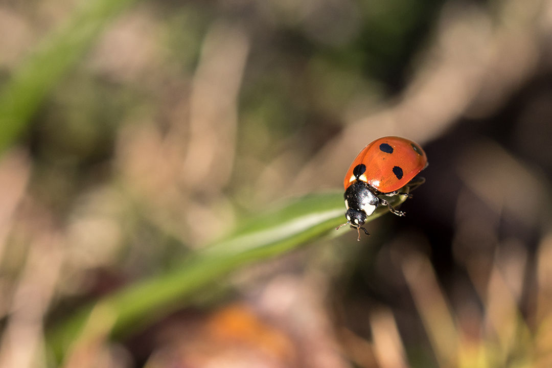 Ladybug in it's natural habitat