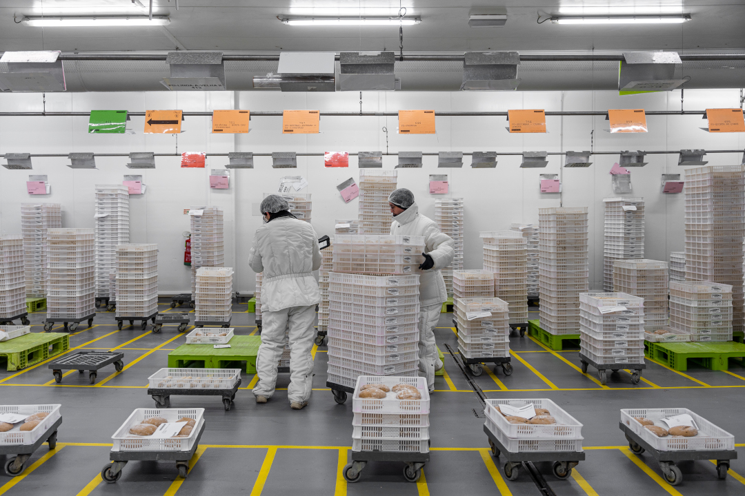 factory workers organizing boxes of bread