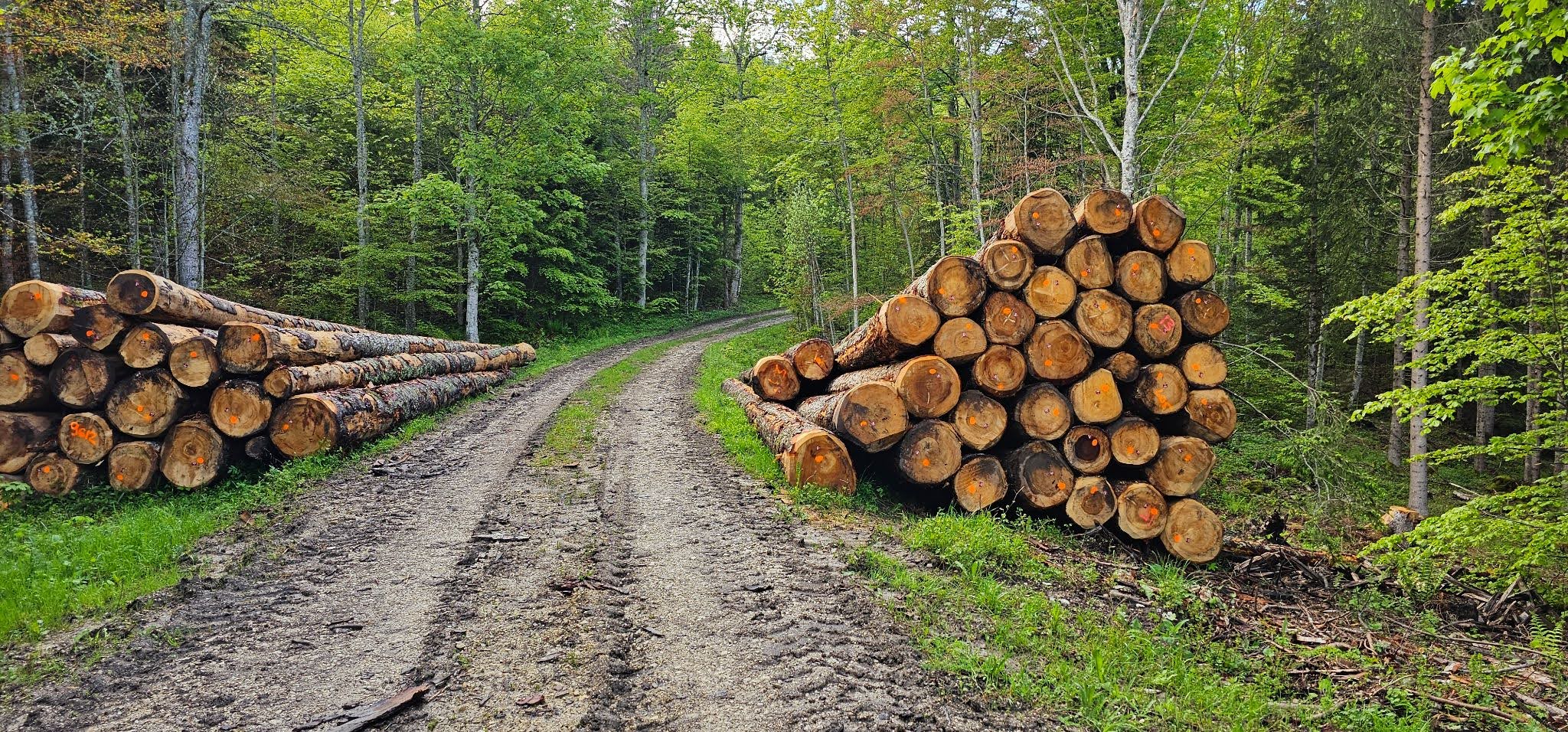 Cutting Logs