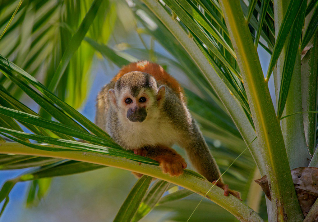 Nature du Costa Rica