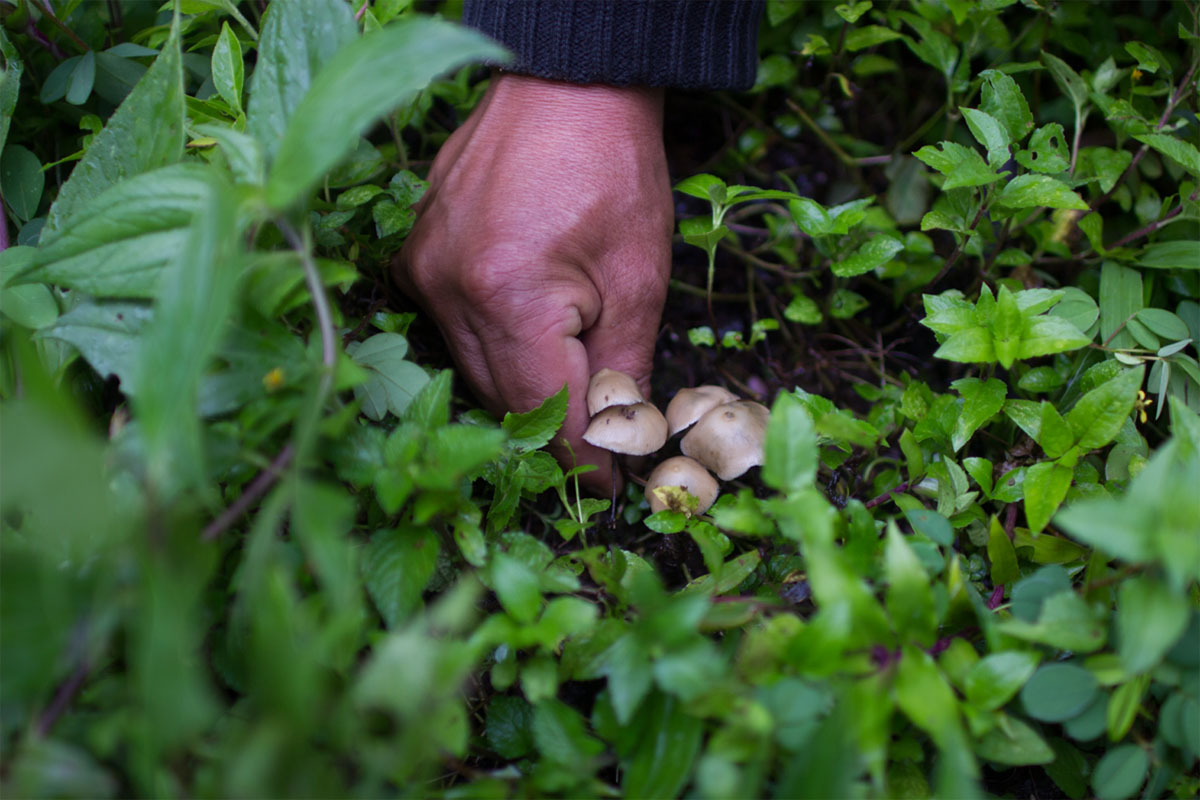 The Salvia divinorum Research and Information Center - Shroomery