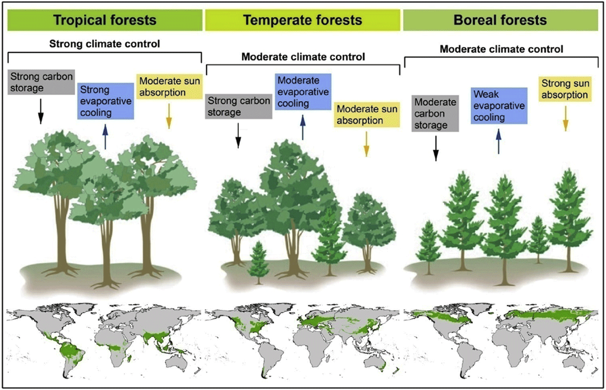 Food Chain in a Taiga - Ecosystems and Biomes - 4C