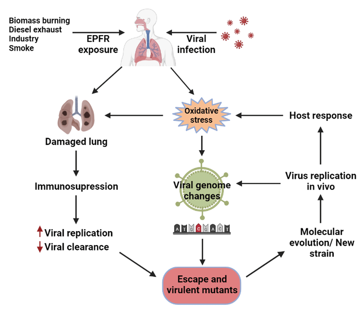 Potential roles of EPFRs in enhancing viral morbidity and mortality