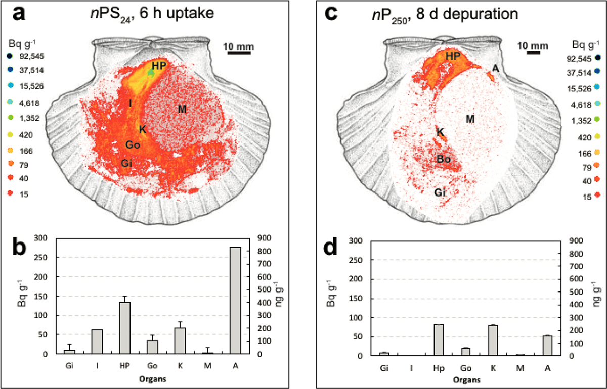 Figure 3.3. Autoradiograph of plastic-exposed scallops illustrating the uptake and depuration of polystyrene nanoparticles.